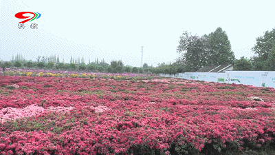 去什么欧洲?成都城西就有百亩杜鹃花海,正在悄然绽放~甜蜜爆表!