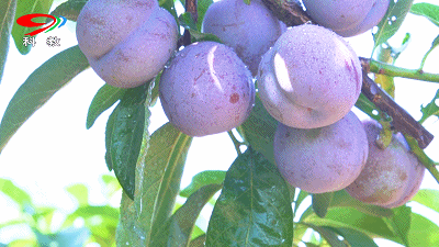 这个夏天双双凤凰李